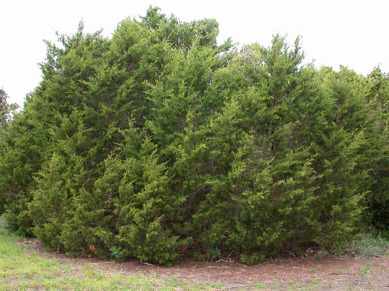 Juniperus phoenicea & Juniperus oxycedrus